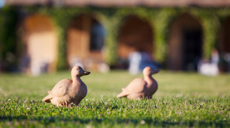 the ducks 
