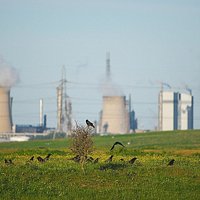 Crows with industrial backdrop