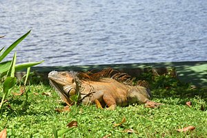 TORTUGA LODGE & GARDENS (TORTUGUERO, COSTA RICA): 1.969 fotos, comparação  de preços e 7 avaliações - Tripadvisor