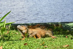 TORTUGA LODGE & GARDENS (TORTUGUERO, COSTA RICA): 1.943 fotos, comparação  de preços e 7 avaliações - Tripadvisor