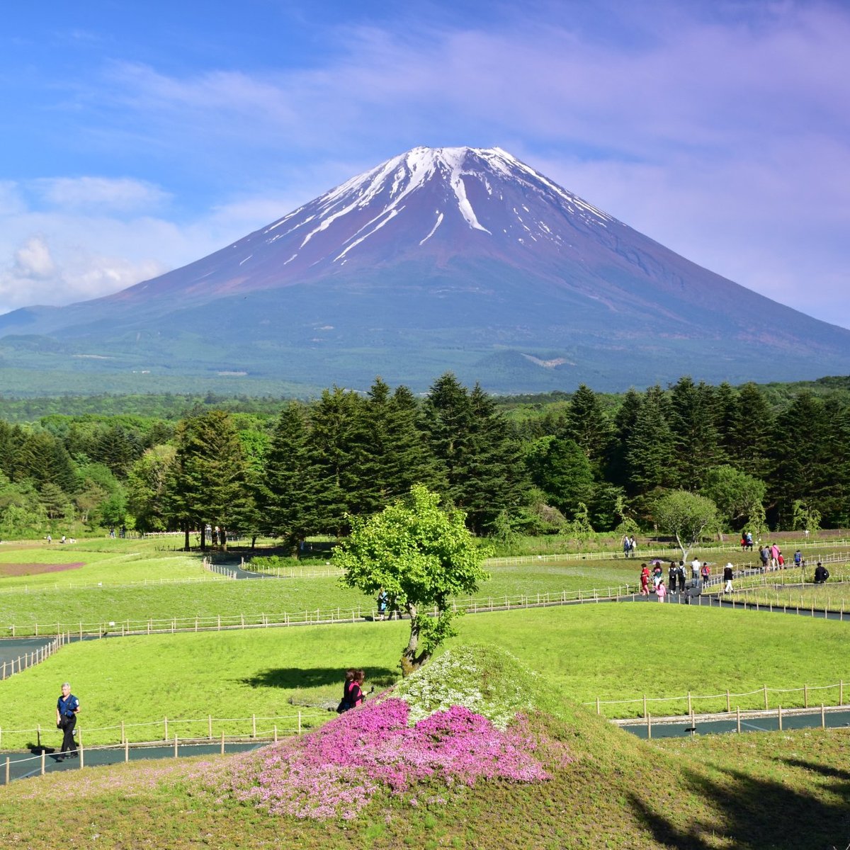 22年 富士芝桜まつり 行く前に 見どころをチェック トリップアドバイザー