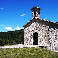 Faggio di San Francesco