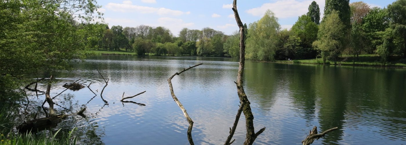 Bois mort émergeant du Lac.