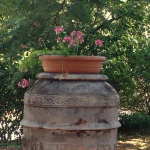 Fiori.