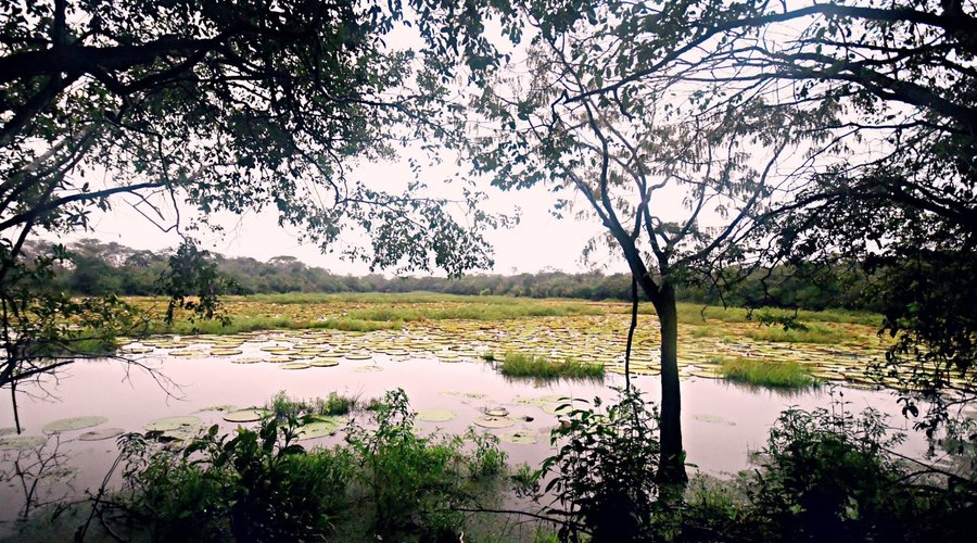 Victoria amazonica ponds- Karanambu