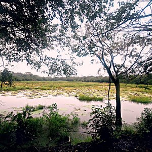 Victoria amazonica ponds- Karanambu