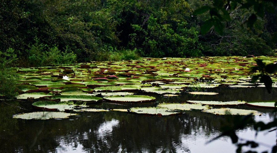Victoria amazonica pond- Karanambu