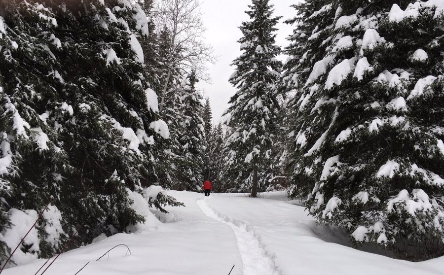 Snowshoe trails.