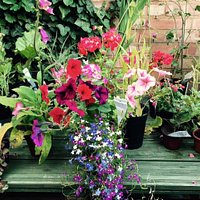 Excellent range of homegrown plants.