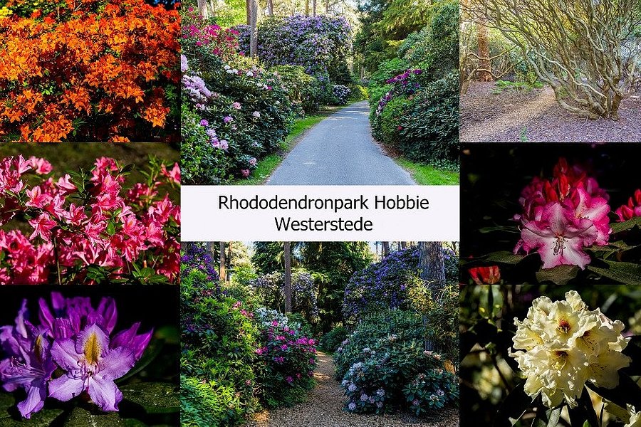 Rhododendronpark Hobbie image