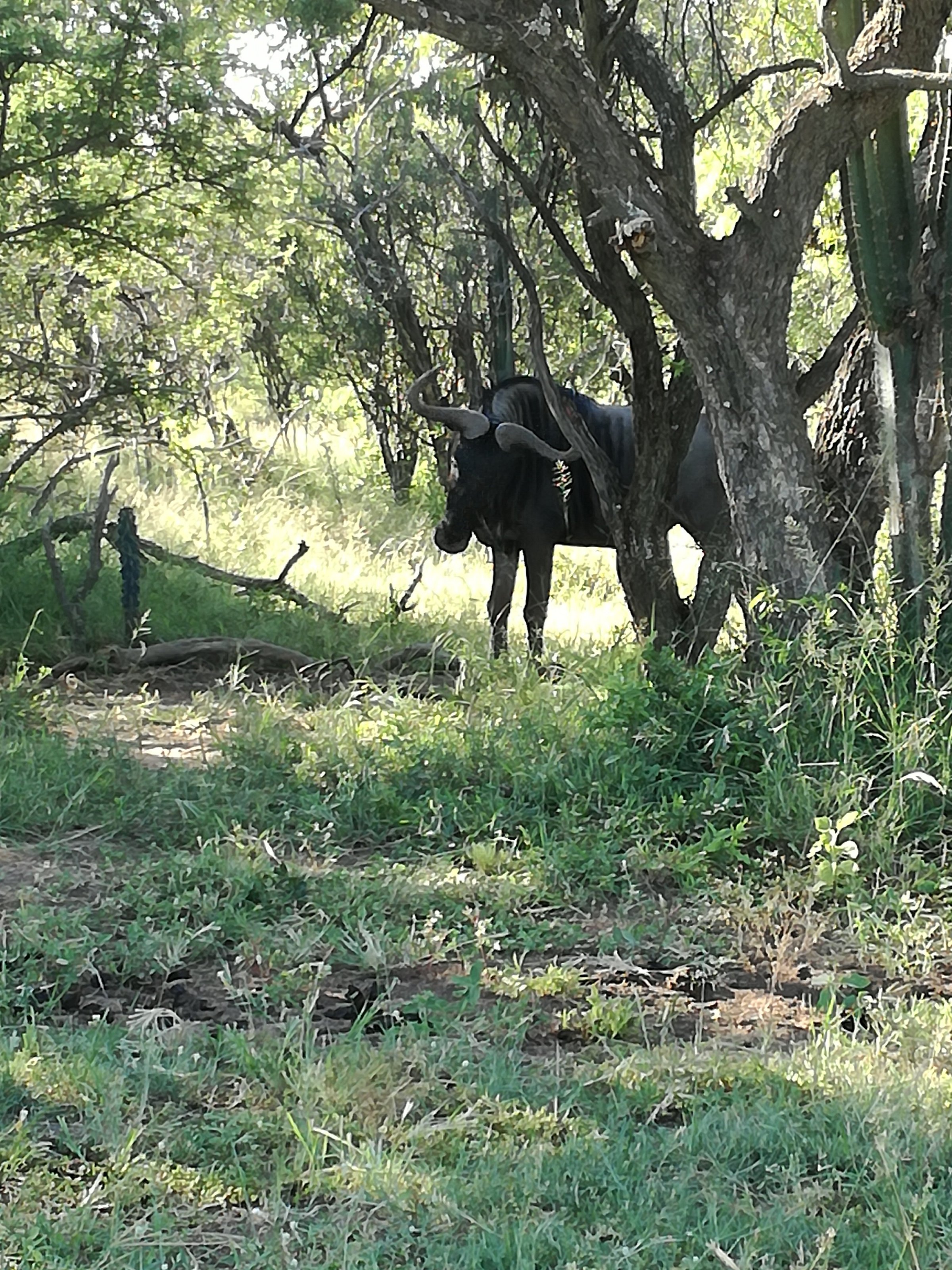 DUBE PRIVATE GAME RESERVE - Campground Reviews (Brits, South Africa ...