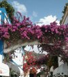 Rosa R