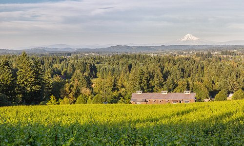 View of Winery and Mt. Hood