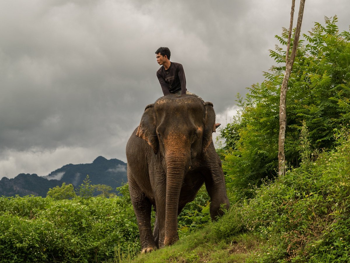 Elephant Village Sanctuary & Resort, Луангпхабанг: лучшие советы перед  посещением - Tripadvisor