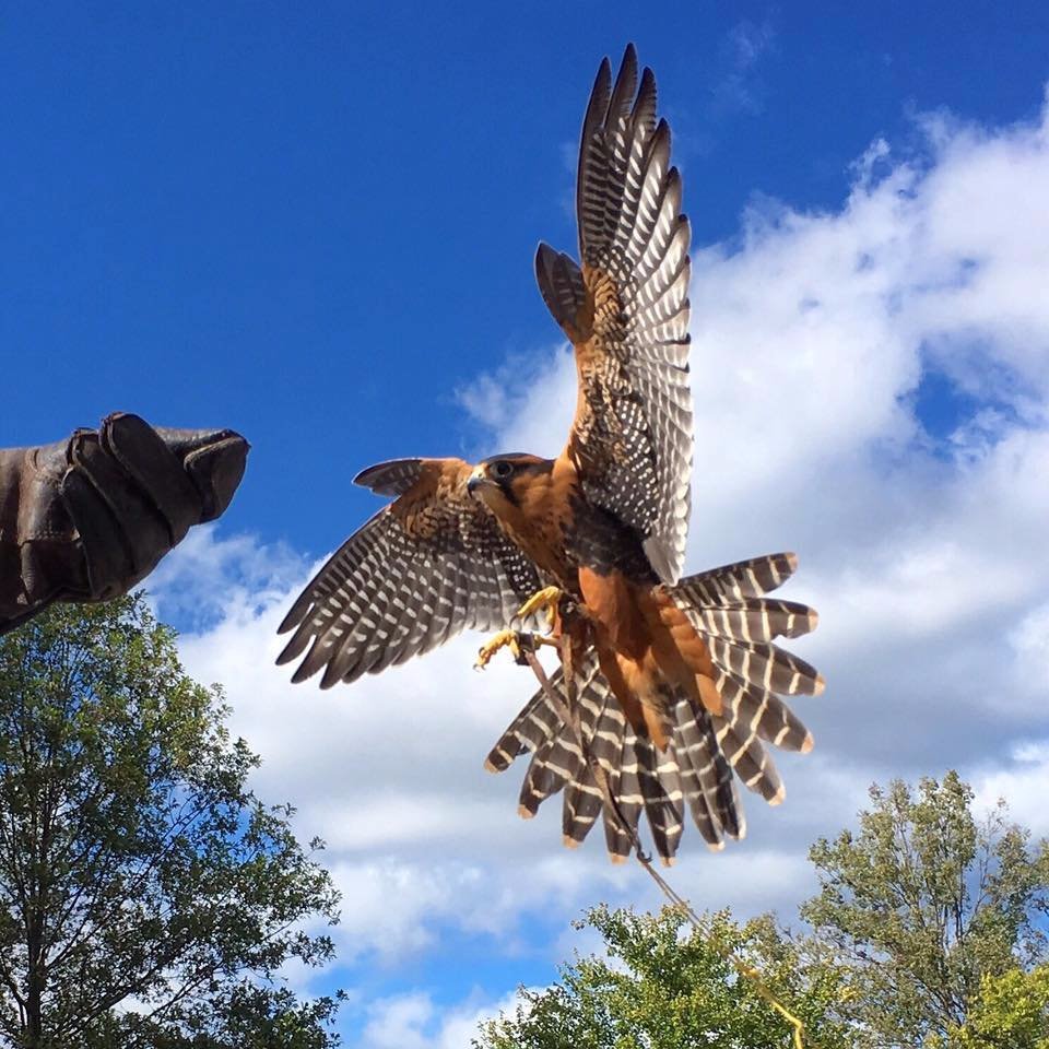 WORLD BIRD SANCTUARY Valley Park Tutto Quello Che C Da Sapere   Our Free Flight Bird 