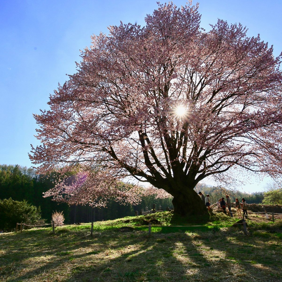 21年 天王桜 行く前に 見どころをチェック トリップアドバイザー