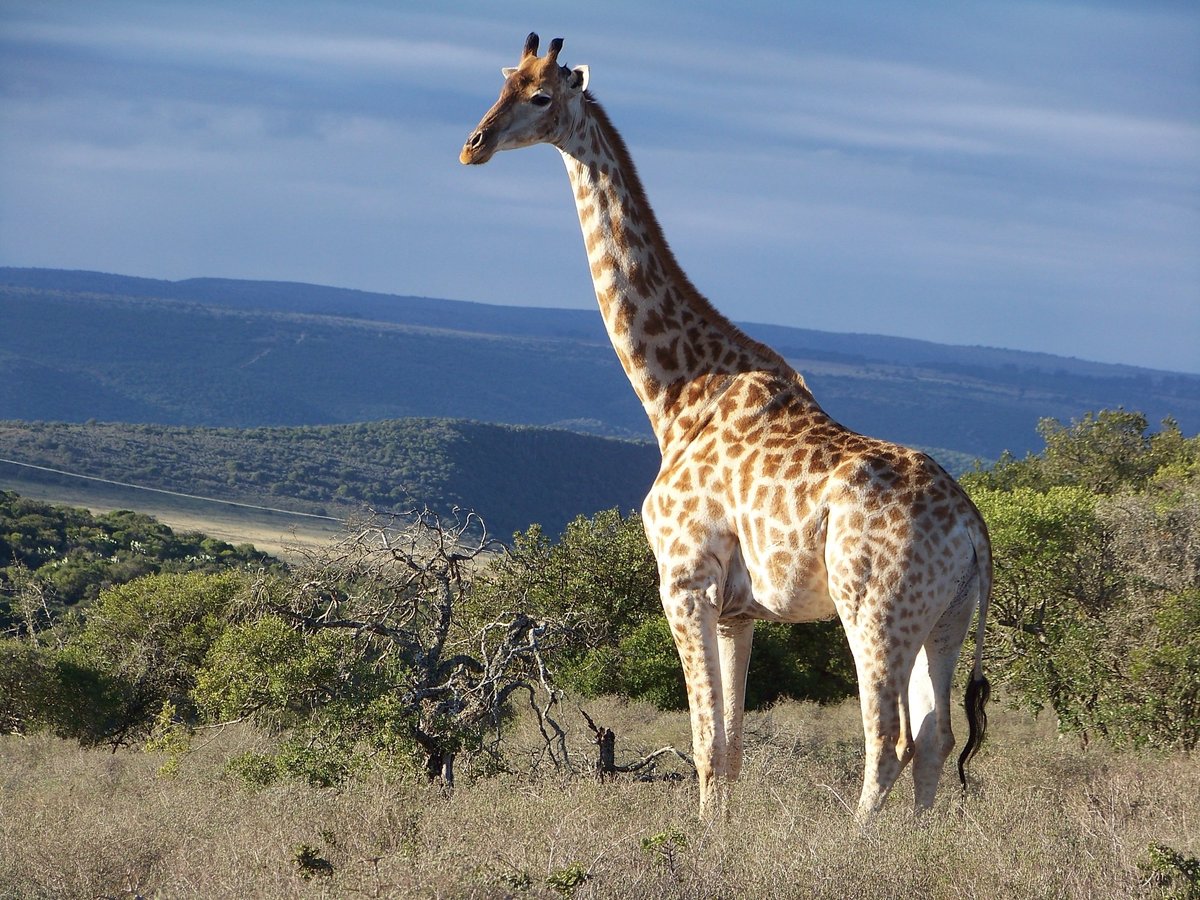 SAFARI LODGE - AMAKHALA GAME RESERVE (Заповедник Амакала) - отзывы, фото и  сравнение цен - Tripadvisor