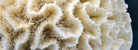 Um exemplar de coral, exposto na sala das conchas e corais