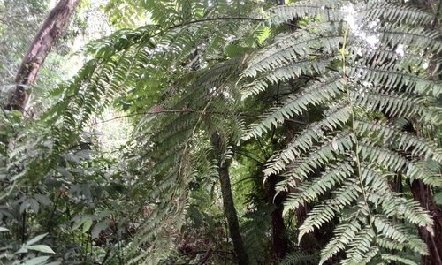 plants of the jungel tour