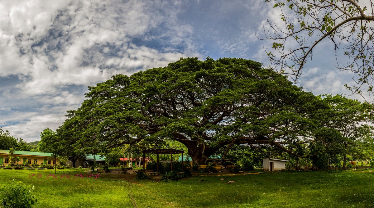 philippine acacia tree