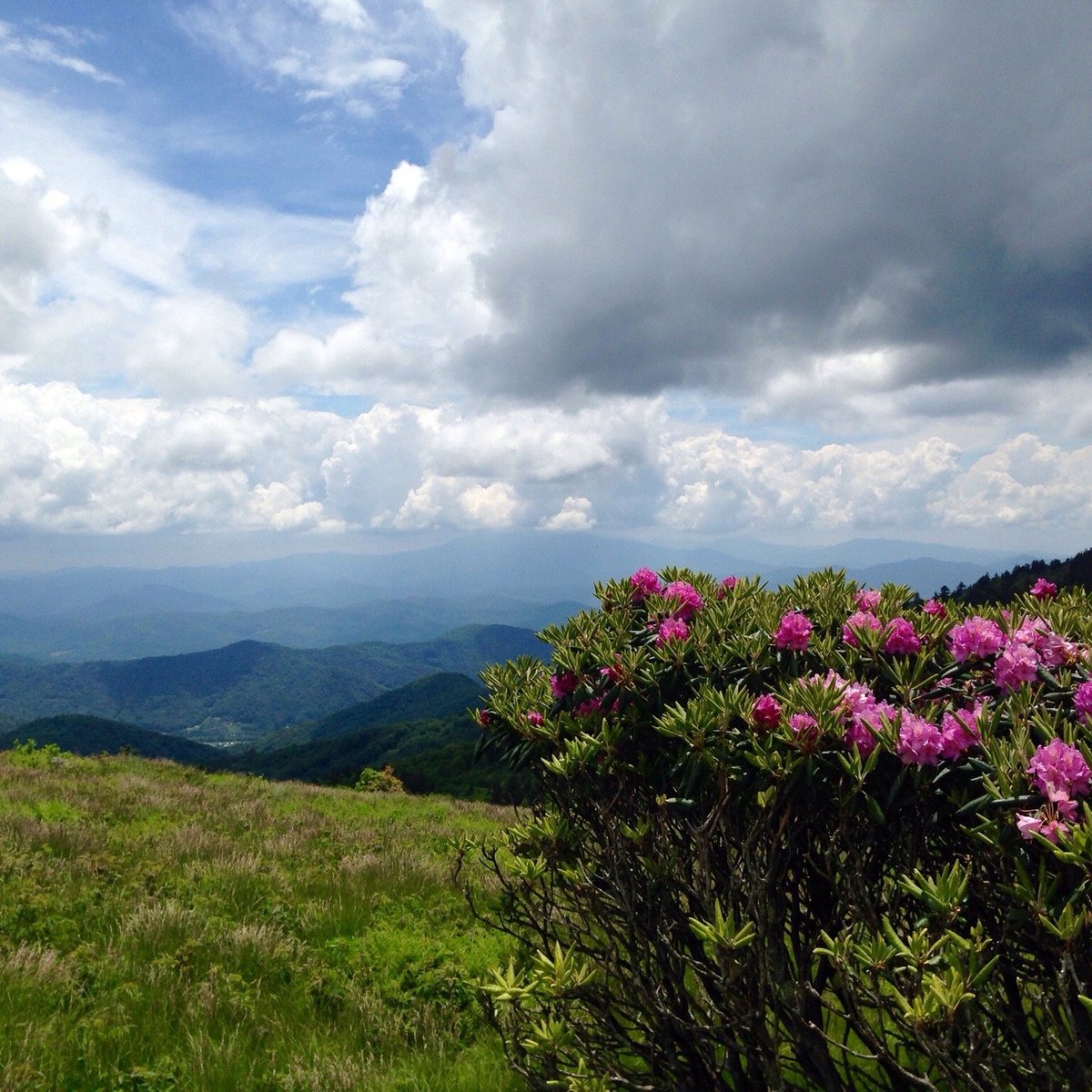 ROAN MOUNTAIN STATE PARK 2022 Qué saber antes de ir Lo más