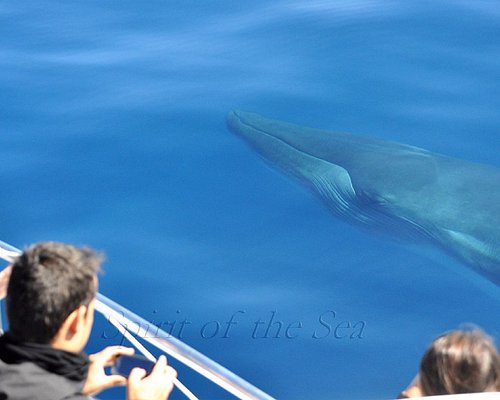 Armada autómata Sabio THE 10 BEST Gran Canaria Dolphin & Whale Watching Tours