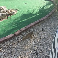 One of the upgraded holes and a passing iguana