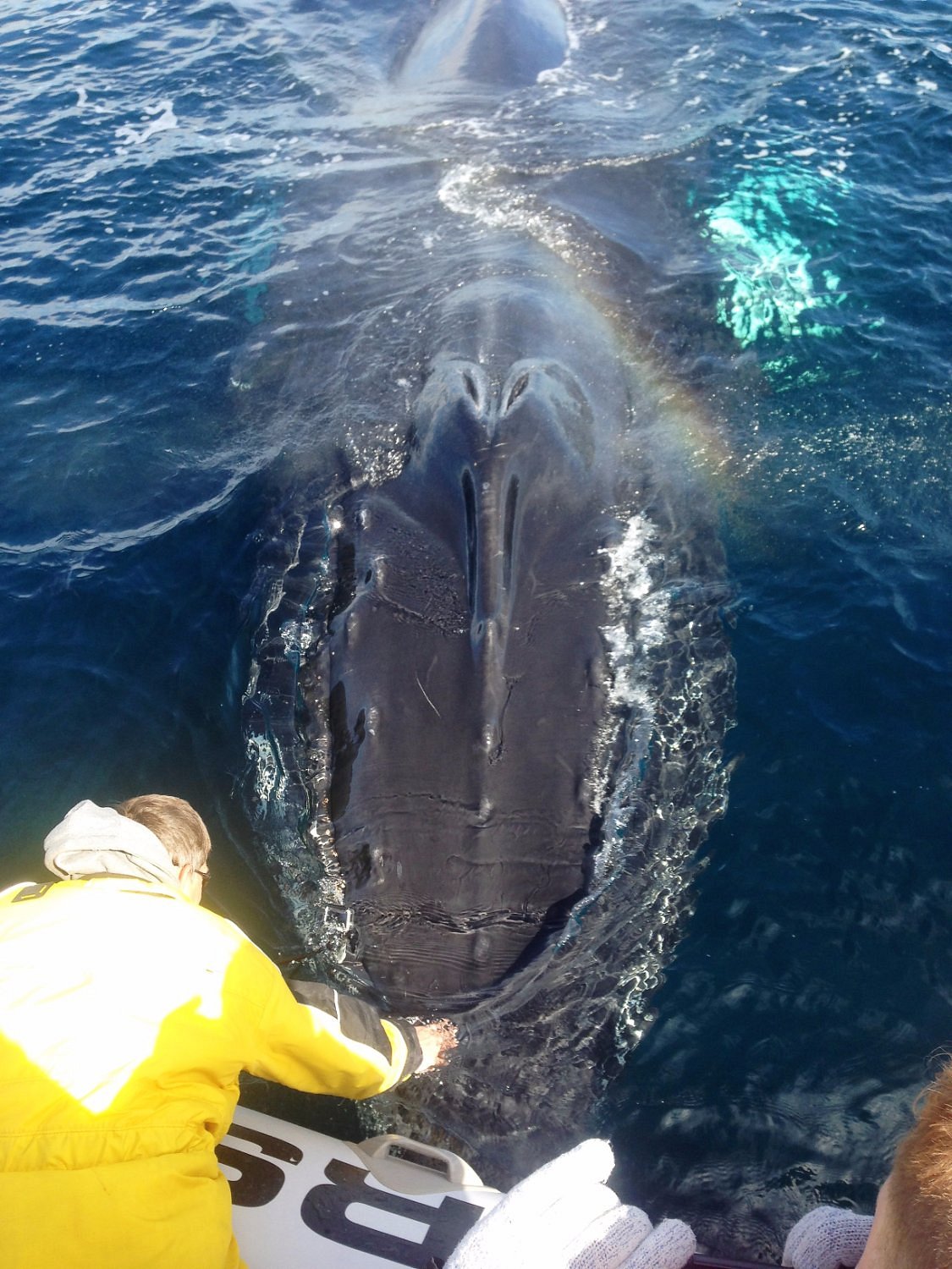 Trinity Eco-Tours - Anyone know what this fish is?