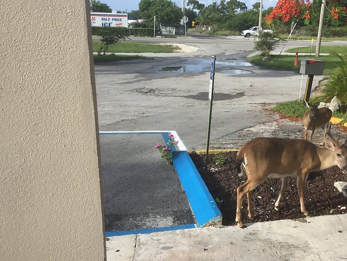 BIG PINE KEY MOTEL - Prices & Hotel Reviews (Florida Keys) BIG PINE KEY MOTEL - Prices & Hotel Reviews (Florida Keys)