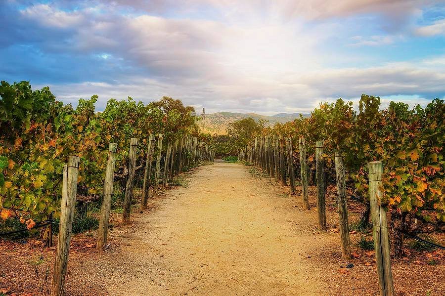 Napa Valley Wine Tours All You Need to Know BEFORE You Go (2024)