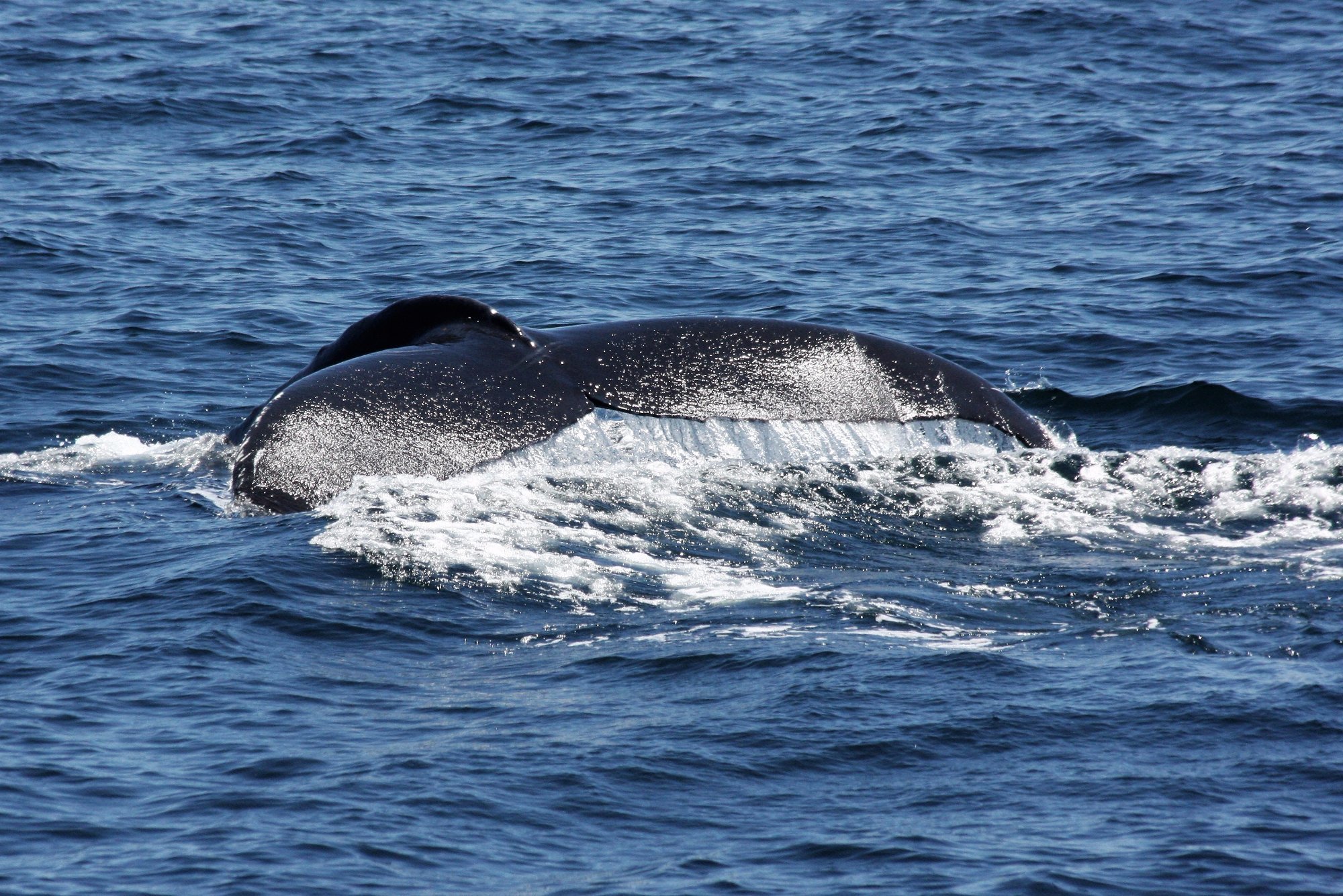 Atlantic Whale Watch (Rye) - All You Need to Know BEFORE You Go