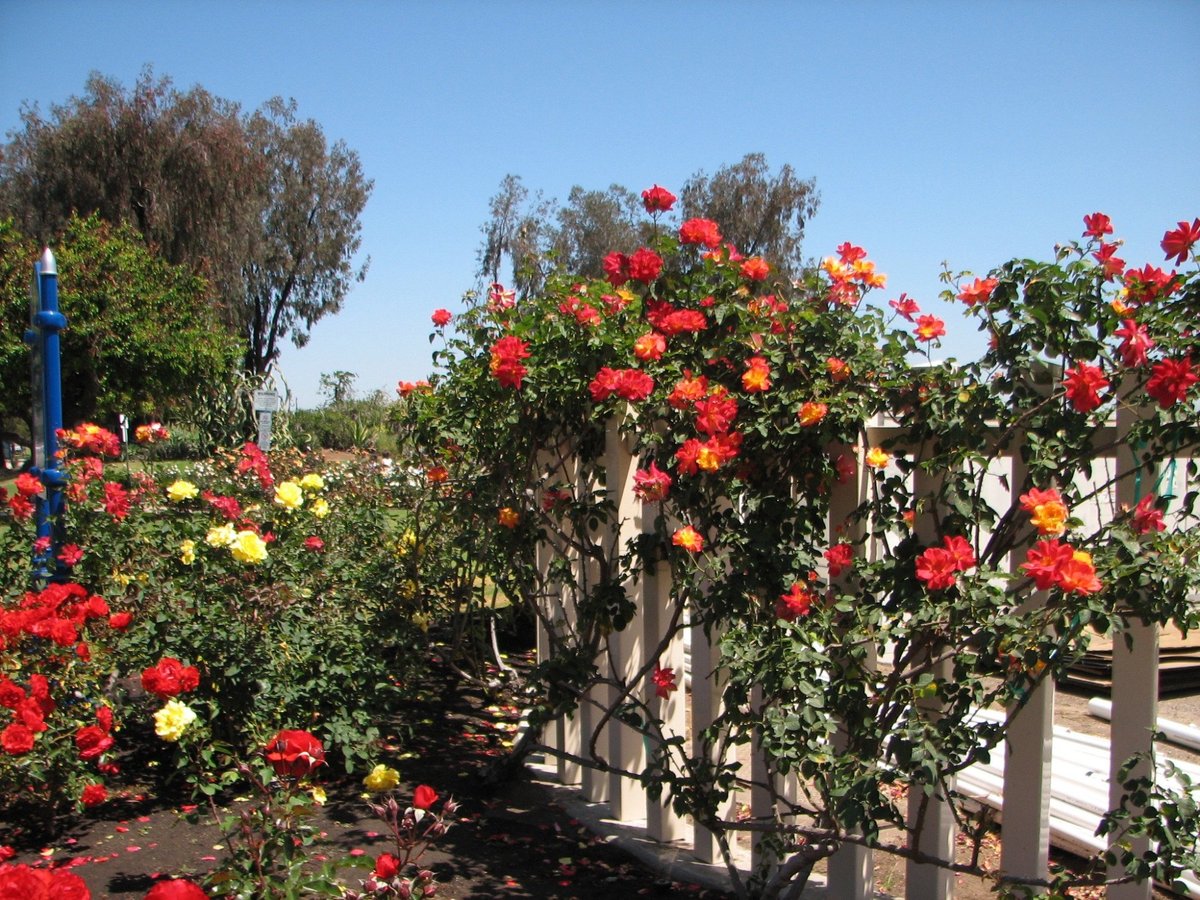 Rose Garden Balboa Park | Fasci Garden