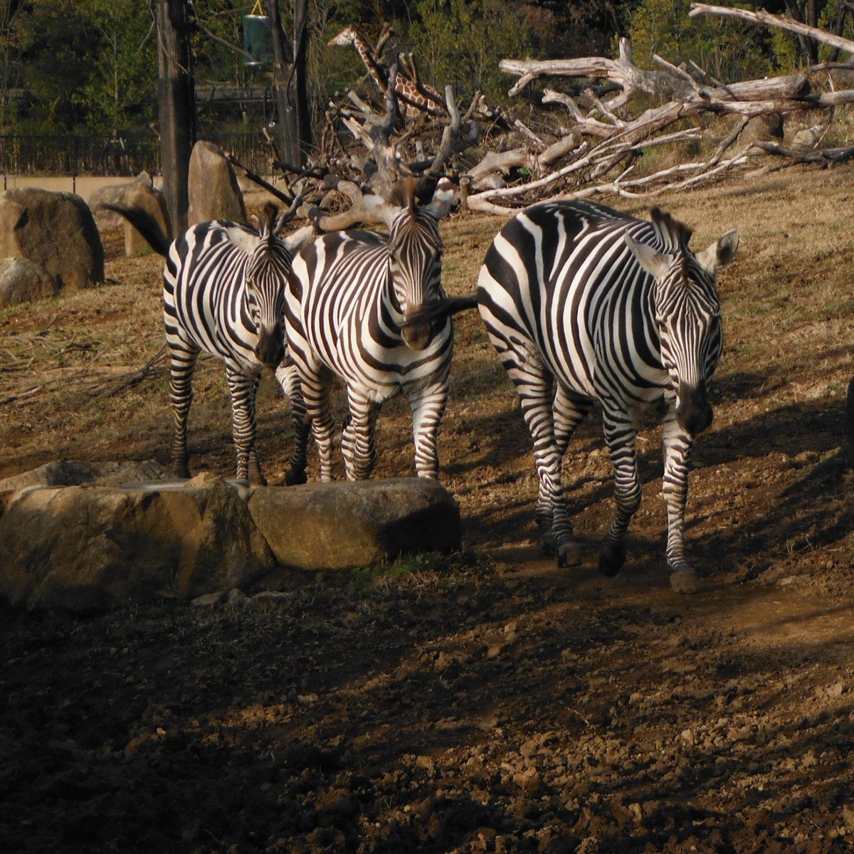 Yokohama Zoo ''Zoorasia'': All You Need to Know BEFORE You Go