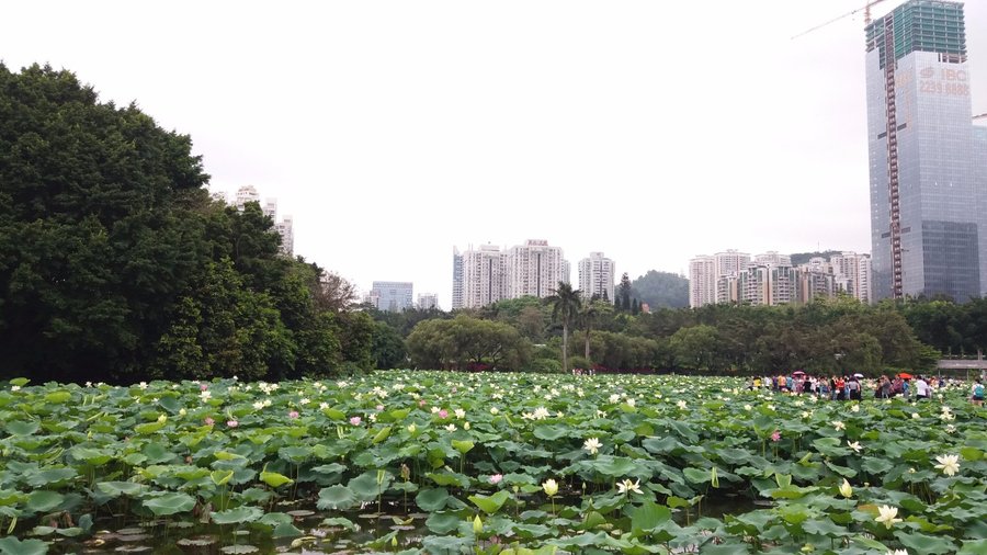 Lotus everywhere