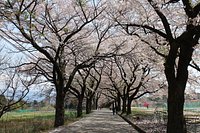 21年 眞原桜並木 行く前に 見どころをチェック トリップアドバイザー 21年 眞原桜並木 行く前に 見どころをチェック トリップアドバイザー