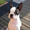 DOUDOU BRIOCHIN