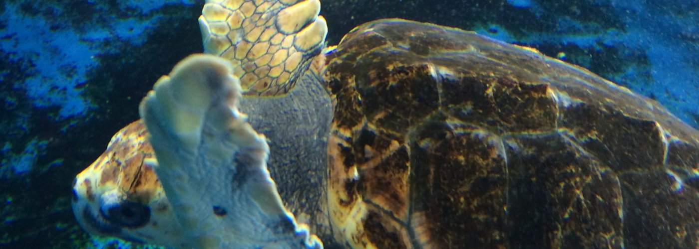ウミガメの水槽