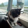Ralph_camping-car