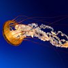 Jellyfishme