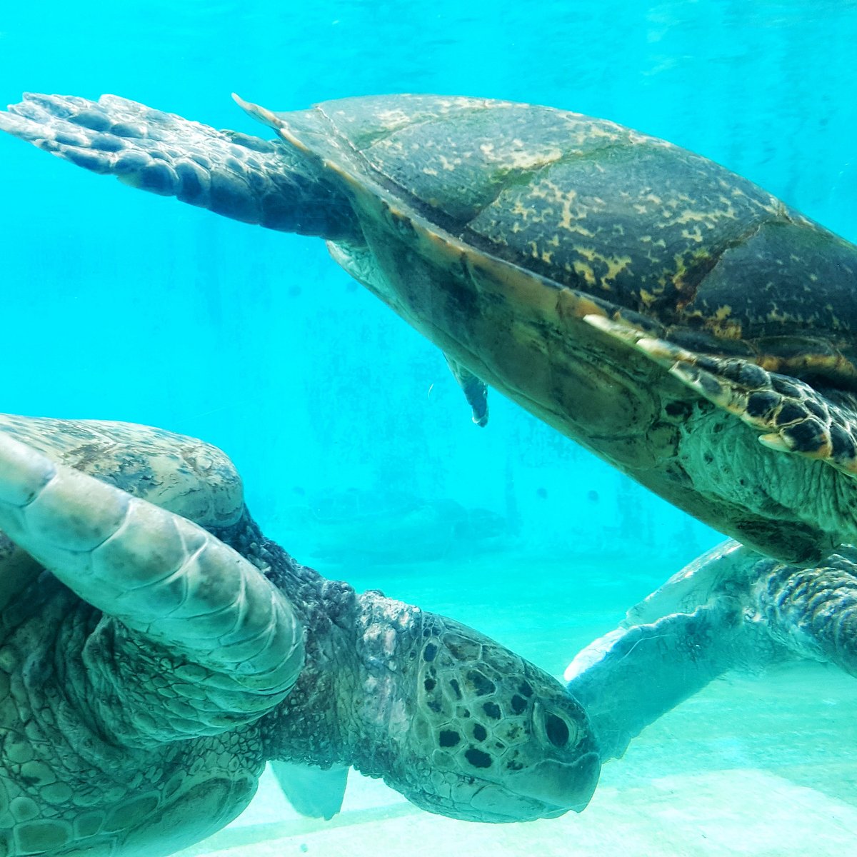21年 ウミガメ館 行く前に 見どころをチェック トリップアドバイザー 21年 ウミガメ館 行く前に 見どころをチェック トリップアドバイザー