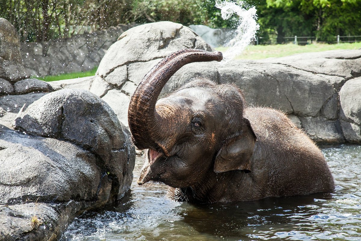 Auckland Zoo - All You Need to Know BEFORE You Go (2024)