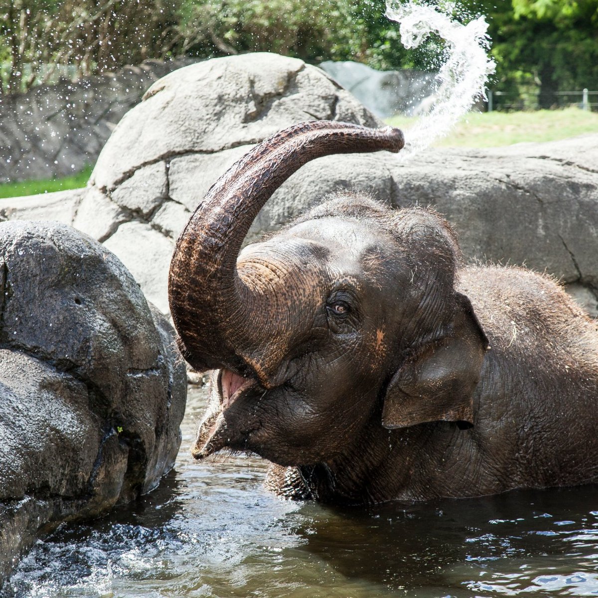 Auckland Zoo, Окленд: лучшие советы перед посещением - Tripadvisor