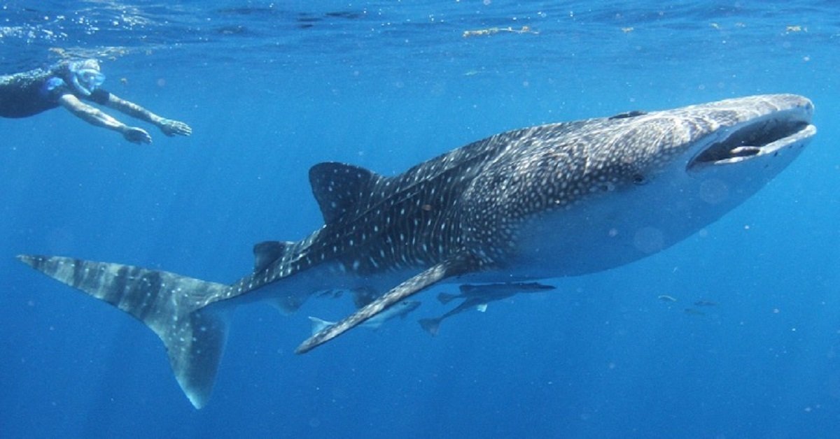 Ningaloo Blue Dive (Exmouth): All You Need To Know BEFORE You Go