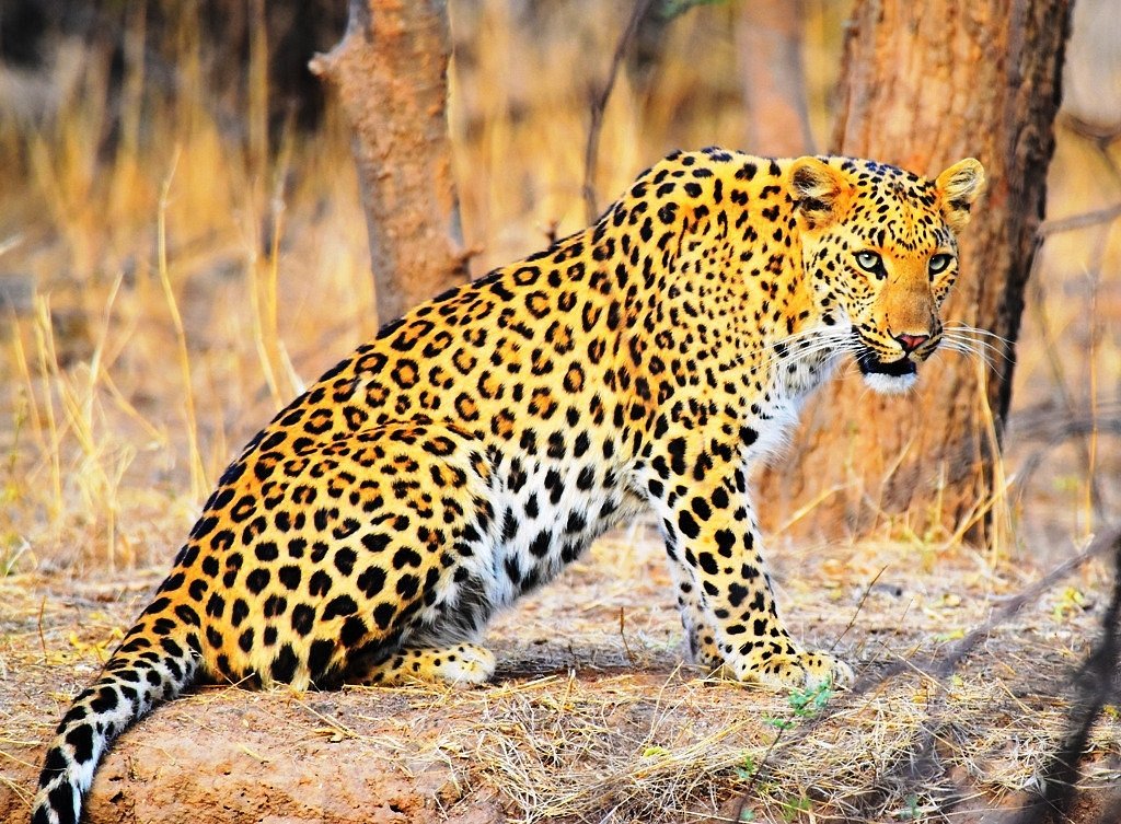 Jhalana Panther Safari (Jaipur) - All You Need to Know BEFORE You Go
