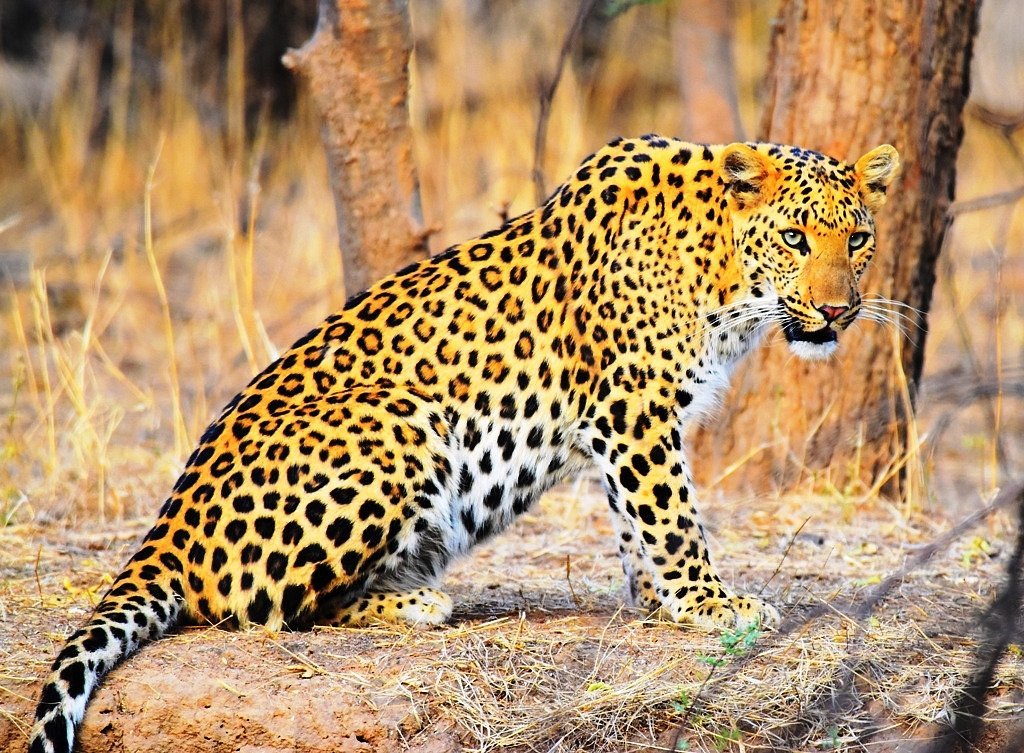 Jhalana Panther Safari (Jaipur) - All You Need to Know BEFORE You Go Jhalana Panther Safari (Jaipur) - All You Need to Know BEFORE You Go