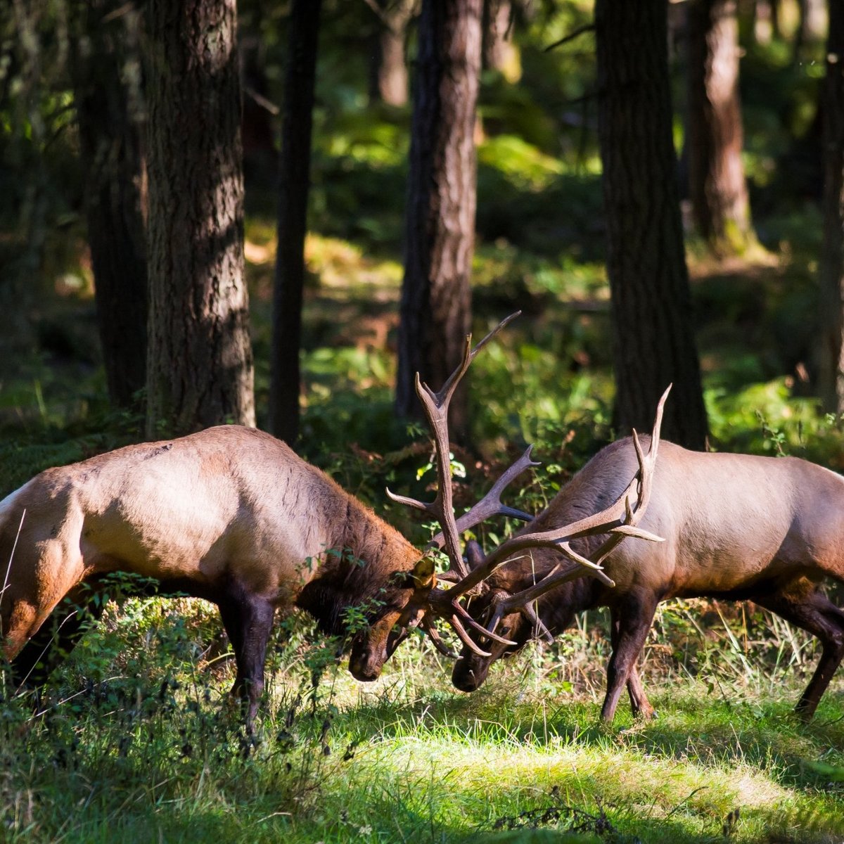 NORTHWEST TREK WILDLIFE PARK (2025) All You Should Know BEFORE You Go