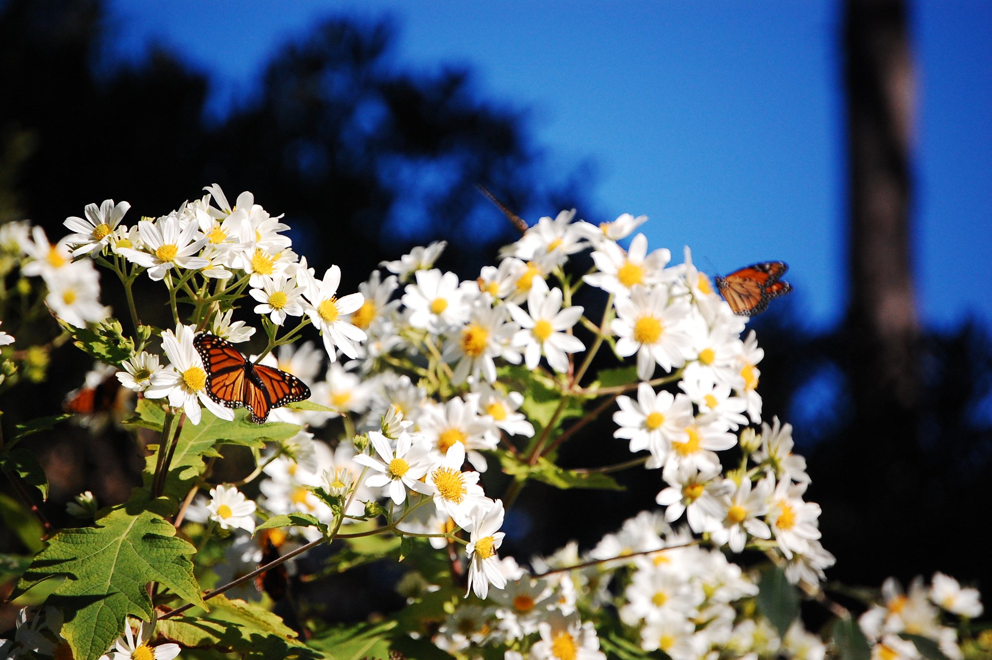 MONARCH GROVE SANCTUARY Pacific Grove 2022 Qu Saber Antes De Ir   Graceful Monarchs 