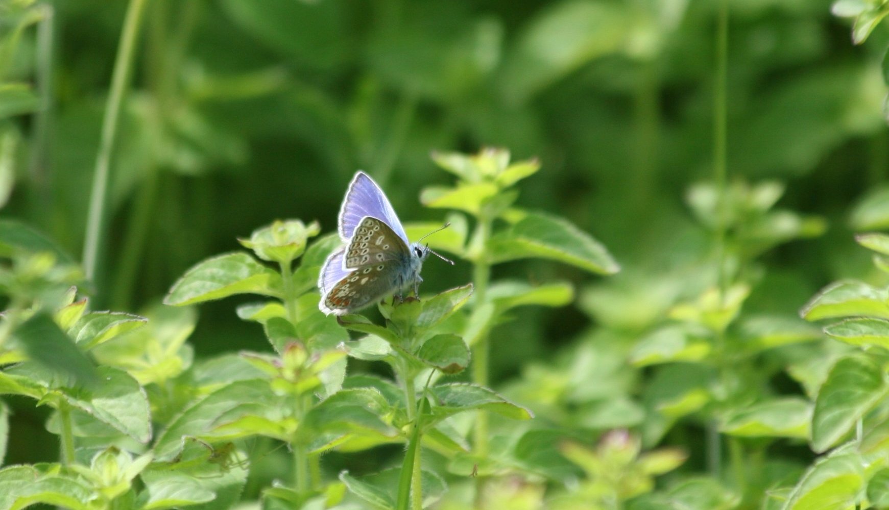 Hauxley Wildlife Discovery Centre (Amble, อังกฤษ) - รีวิว - Tripadvisor