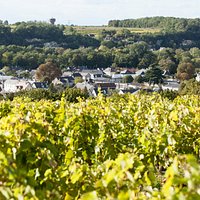 Un petit aperçu du Clos, cuvée emblématique de notre domaine