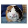 Anouk0309